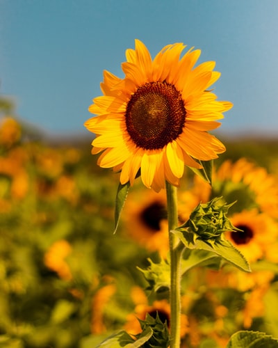 During the flowering of yellow sunflowers
